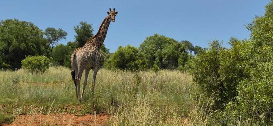 11 Bedroom Property for Sale in Groot Marico North West